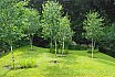 Small Hill Garden