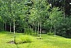 Small Hill Garden